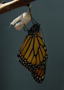 resiliencia, covid-19, coronavirus, pandemia, transformación, adversidad